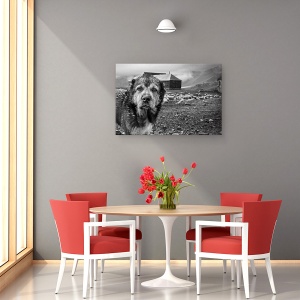 Tablou canvas - Turma Gasca Mea, Stare De Spirit, Caine, Animal, Alb-Negru, 60 x 90 cm - Img 4