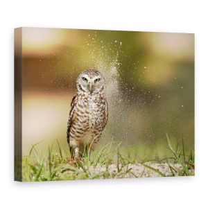 Tablou canvas - Ultima Lumina Din Cuib, Bufnita, Dragut, Salbatic, 60 x 80 cm