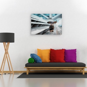 Tablou canvas - Un catel alergand prin lume, Animal, Urban, Caine, Animale De Companie, 60 x 90 cm - Img 2