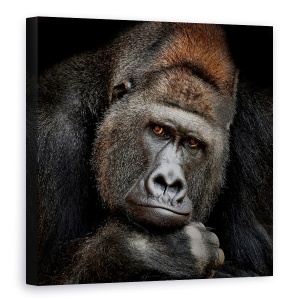 Tablou Canvas - Un Moment In Contact, Gorila, Animale, 60 x 60 cm