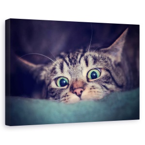 Tablou canvas - Vanator, Pisica, Pet, Ochi, Animale De Companie, 80 x 120 cm