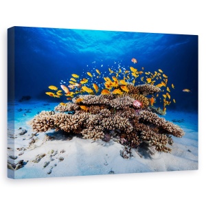 Tablou canvas - Viata marina, Animal, Recif, Coral, Pesti, 80 x 120 cm