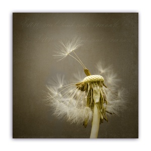 Tablou Canvas - Vintage, Floral, Papadie, 60 x 60 cm