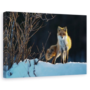 Tablou canvas - Vulpe Rosie, Japonia, Hokkaido, Iarna, Vulpe, Vulpe Rosie, 60 x 90 cm