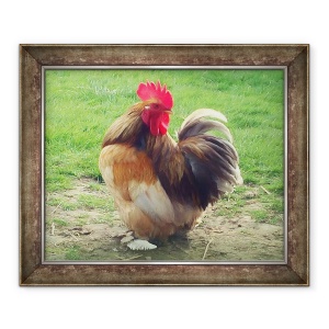 Tablou inramat - Helen White - Cockerel mandru, 2018, 50 x 60 cm
