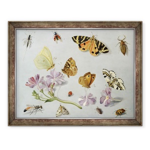 Tablou inramat - Jan van Kessel the Elder - Fluturi II, 60 x 80 cm
