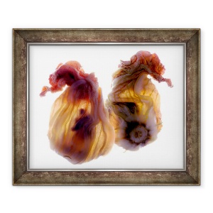 Tablou inramat - Julia McLemore - Duo Zucchini Blossom, 2009, 50 x 60 cm