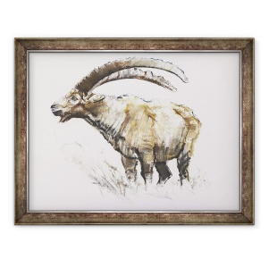 Tablou inramat - Mark Adlington - Ibex, 60 x 80 cm