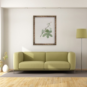 Tablou inramat - scoala engleza - Planta sensibila, ilustrare dintr-un Album de poezii, desene de grafit si acuarela, 60 x 80 cm - Img 2