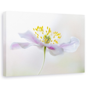 Tablou canvas - Anemone Din Lemn, Floare, Flora, Floral, Macro, Vara, 60 x 90 cm