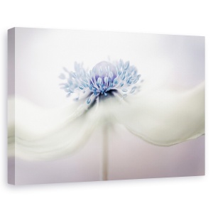 Tablou canvas - Anemone, Natura moarta, Flori, Mov, 80 x 120 cm