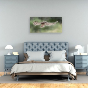 Tablou canvas - Aripi, Bufnita Vultur, Aripi, Zbor, 50 x 100 cm - Img 3