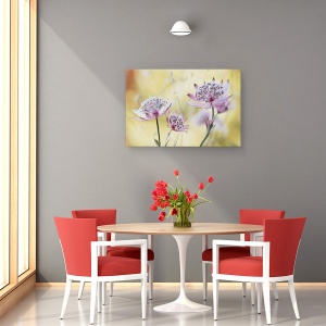 Tablou canvas - Astrantia Major, Floare, Flora, Floral, Roz, Macro, 60 x 90 cm - Img 4