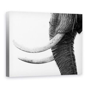Tablou canvas - Aur Alb, Elefant, Salbatic, Natura, Animale, Africa, 75 x 100 cm