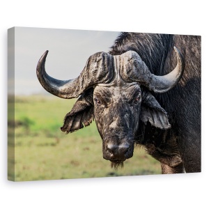 Tablou canvas - Batranul Luptator, Buffalo, Africa, Salbatic, Mamal, Blana, 60 x 90 cm