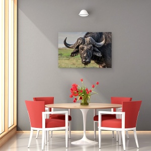 Tablou canvas - Batranul Luptator, Buffalo, Africa, Salbatic, Mamal, Blana, 60 x 90 cm - Img 4