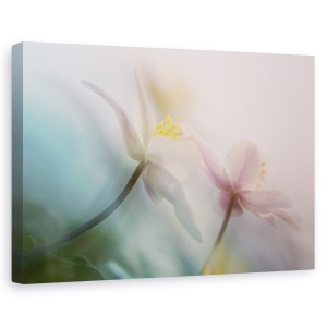 Tablou canvas - Bland, Bosanemoon, Floare, Moale, Anemone, Nemorosa, 60 x 90 cm