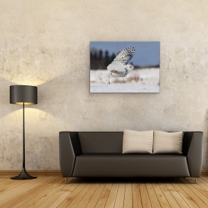 Tablou canvas - Bubo Scandiacus, Natura, Animal, Raptor, Zbor, Iarna, 50 x 70 cm - Img 2