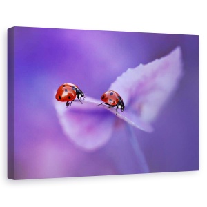 Tablou canvas - Buburuze pe hortensie, Flori, Violet, Dragoste, Romantic, 80 x 120 cm