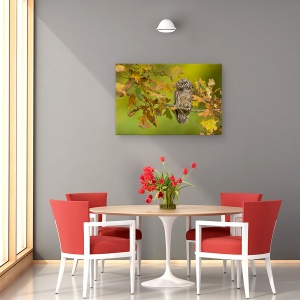 Tablou canvas - Bufnita, Bufnita, Stejar, Stejar, Copac, Ramura, 80 x 120 cm - Img 2