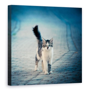 Tablou canvas - Bufnita Mica, Pisica, Thasos, Pet, Dragut, Animal, 60 x 60 cm
