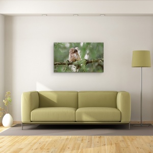 Tablou canvas - Bufnita Pigmeu, Bufnita, Padure, Ramura, Bufnita Pigmeu, Verde, 50 x 80 cm - Img 2