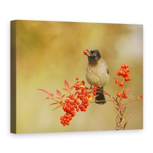 Tablou canvas - Bulbul Cu Nandina, Pasare, Cioc, Mancare, Alimente, Fructe De Padure, 60 x 80 cm