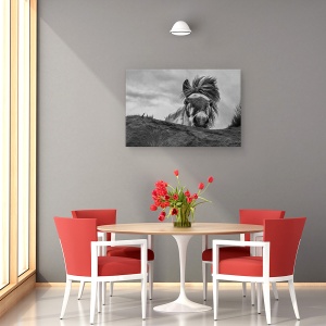 Tablou canvas - Buna, Islanda, Animale, Cai, Fata, Furtun, 60 x 90 cm - Img 4