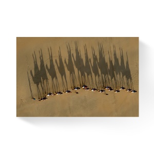 Tablou Canvas - Camile, Caravana, Ubre, Desert, 80 x 120 cm
