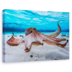 Tablou canvas - Caracatita, Caracatita, Sub Apa, Pieuvre, Ocean, Mare, 60 x 90 cm