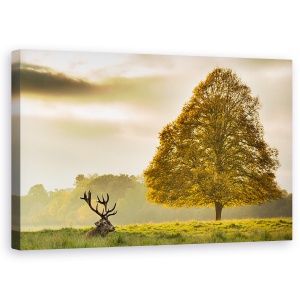 Tablou Canvas - Cerb, Animal, Camp, Peisaj, Copac, Natura, 50 x 80 cm
