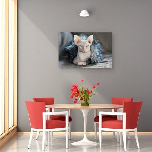 Tablou canvas - Cleo, Pisica, Animal, Pet, Suparat, Furie, 60 x 90 cm - Img 4