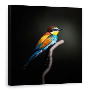 Tablou canvas - Colorat Intunecat, Animal, Pasare, Pene, Curcubeu, 60 x 60 cm