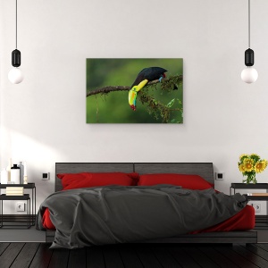 Tablou canvas - Culorile Costa Ricai, Natura, Pasare, Ramura, Perrot, Cioc, 60 x 90 cm - Img 3