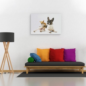 Tablou canvas - Dali & Alfredo, Caine, Animale, Pet, 80 x 120 cm - Img 2