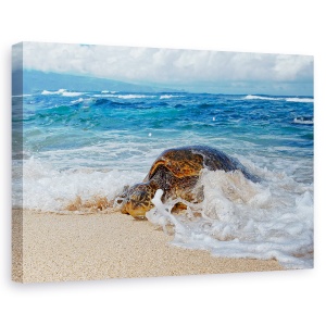 Tablou canvas - De La Mare, Natura, Animal, Salbatic, Salbatic, Testoasa, 60 x 90 cm