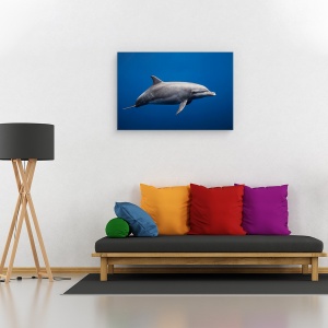 Tablou canvas - Delfin, Sub Apa, Insula Reunion, Franta, Salbatic, 60 x 90 cm - Img 2