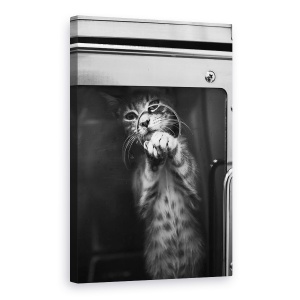 Tablou canvas - Du-Ma Acasa, Pisica, Animal, Pet, 60 x 90 cm