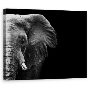Tablou canvas - Elefant, Animale, Africa, Alb-Negru, Intuneric, 60 x 75 cm