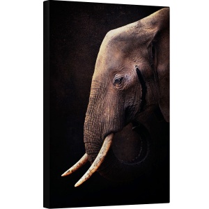 Tablou canvas - Elefant, Colti, Intelept, Cunoastere, 40 x 60 cm