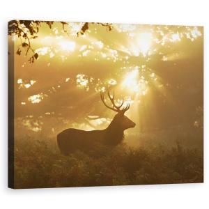 Tablou canvas - Fantoma Padurii, Natura, Animal, Salbatic, Caprioara, 60 x 75 cm