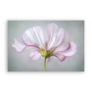 Tablou Canvas - Floral, Flori, Primavara, Pictura, 80 x 120 cm
