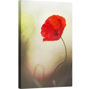 Tablou canvas - Flori de Maci, Rosu, Idila, Moale, Iubire, Patima, 60 x 90 cm