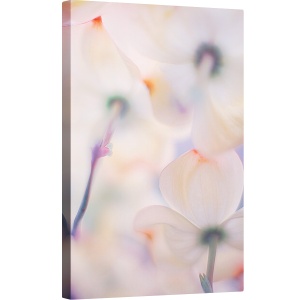 Tablou canvas - Flori, Floare, Moale, Macro, Flori, Pastel, 60 x 90 cm