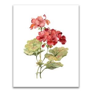 Tablou Canvas - Flori, Floare, Muscata, Primavara, Rosu, 60 x 75 cm