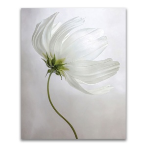 Tablou Canvas - Flori, Floare, Primavara, Alb, 60 x 75 cm