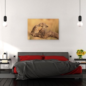 Tablou canvas - Frati Pentru Totdeauna, Bufnita, Prieteni, Prietenie, Bufnite, Pasare, 60 x 90 cm - Img 3