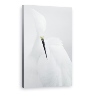 Tablou canvas - Frumusete Alba, Animal, Salbatic, Salbatic, Egreta, Pasare, 40 x 60 cm