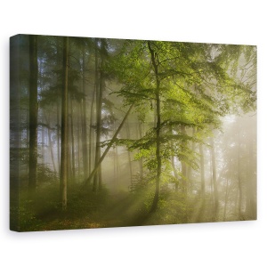 Tablou canvas - Frumusetea Diminetii, Padure, Lumina, Copaci, Zori De Zi, 60 x 90 cm