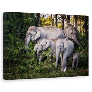 Tablou canvas - Frunze Gustoase, India, Padure, Apus De Soare, Elefant, Familie, 60 x 90 cm